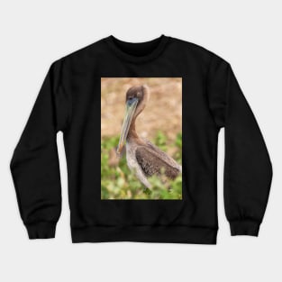 Brown Pelican Crewneck Sweatshirt